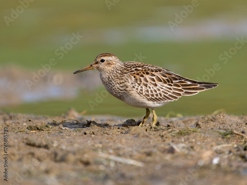 Pectoral sandpiper, Calidris melanotos