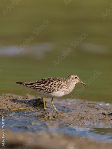 Pectoral sandpiper, Calidris melanotos