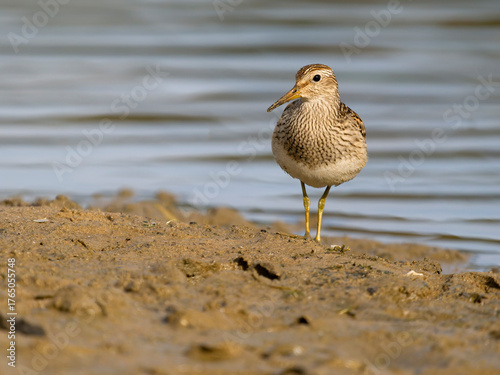 Pectoral sandpiper, Calidris melanotos