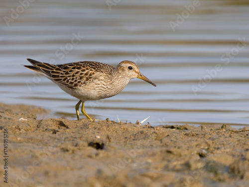 Pectoral sandpiper, Calidris melanotos