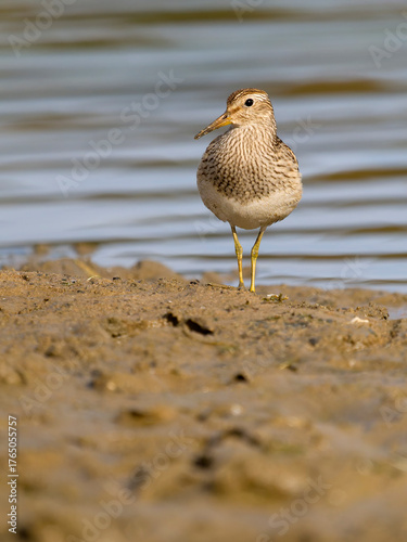 Pectoral sandpiper, Calidris melanotos