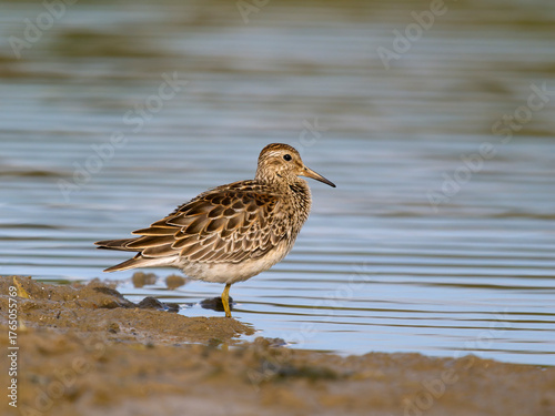 Pectoral sandpiper, Calidris melanotos