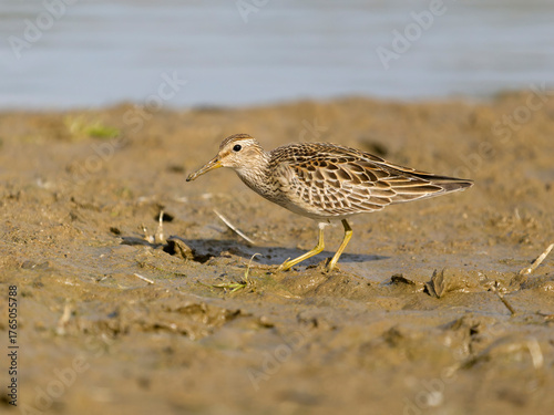 Pectoral sandpiper, Calidris melanotos