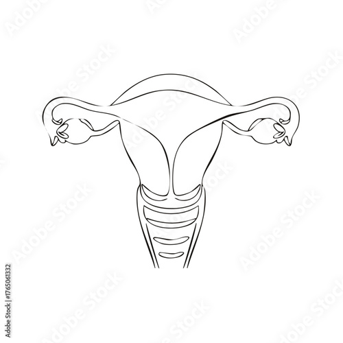 Delicate line drawing of the female reproductive system uterus fallopian tubes and ovaries