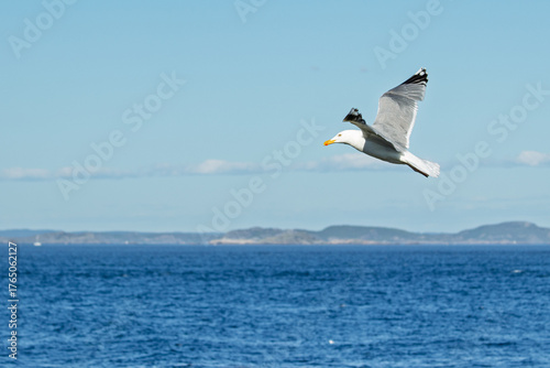 Billede på lærred seagull on the rocks on the isle of Pater Noster in Sweden