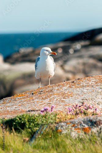 Photos seagull on the rocks on the isle of Pater Noster in Sweden