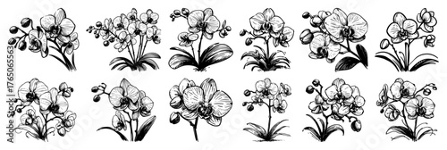 Graceful orchid bouquet variations – elegant monochrome ink botanical illustration set