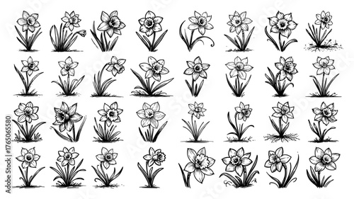 Spring daffodil flower growth stages collection – detailed vintage ink botanical illustrations