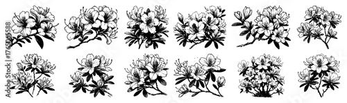 Rhododendron blossom clusters – intricate monochrome ink botanical illustration collection