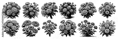 Achillea yarrow bouquet variations – feathery herbal flower heads in detailed vintage ink illustration set