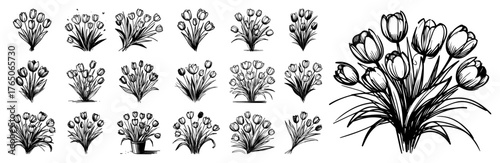 Tulip bunch growth stages – graceful spring blooms illustrated in expressive monochrome ink studies