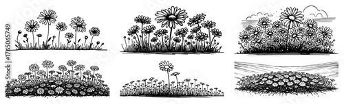 Daisy meadow landscape scenes – cheerful wildflower field patches illustrated in expressive ink sketches