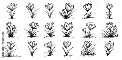 Early crocus sprout stages – tender spring bloom progression in elegant vintage ink illustrations