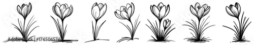 Crocus bud to bloom sequence – minimalist ink sketches of graceful spring flowers rising