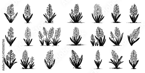 Hyacinth flower growth stages II – fragrant spring bulbs in refined monochrome botanical illustration set