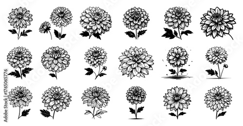 Intricate dahlia bloom assortment – ornate layered petal varieties captured in vintage monochrome ink collection