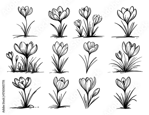 Crocus meadow bouquet variations II – expressive ink study of elegant spring blooms in grassy tufts