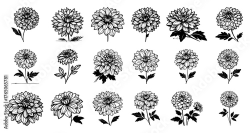 Dahlia blossom study II – diverse head shapes and textures rendered in classic black‑and‑white ink sketches