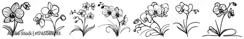 Orchid stem variations – slender exotic blooms drawn in airy graphic ink style, vintage study set