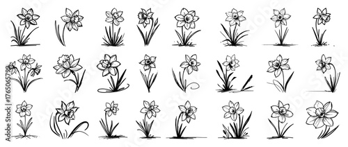 Minimal daffodil gesture study – clean line‑art poses of spring narcissus blooms in elegant ink set