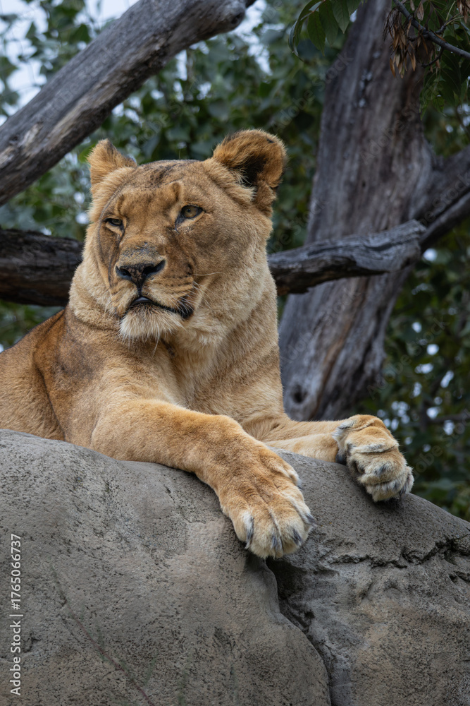 Naklejka premium Portrait of a resting lioness (Panthera leo)