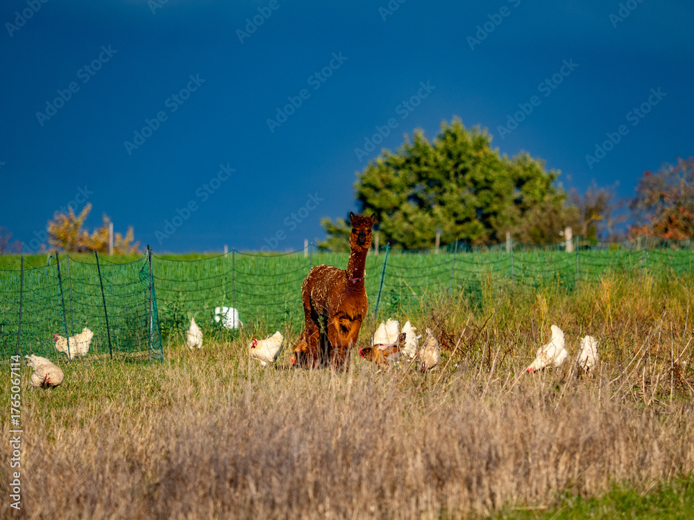 Fototapeta premium Freilaufende Hühner und Lamas an einem Hühnerwagen
