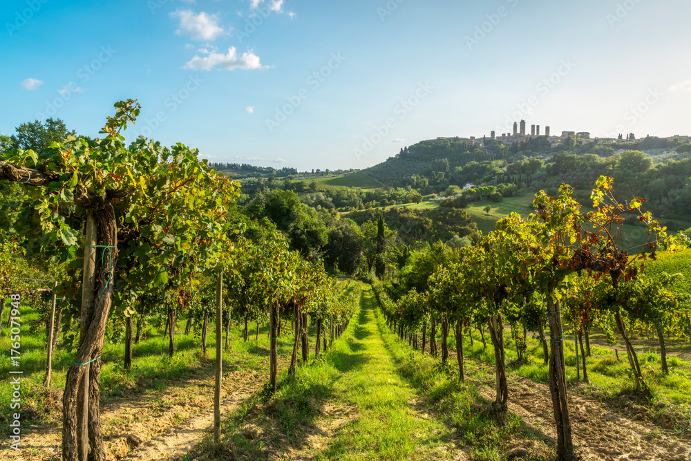 Obraz premium Vineyard Rows Leading to San Gimignano Skyline, Tuscany