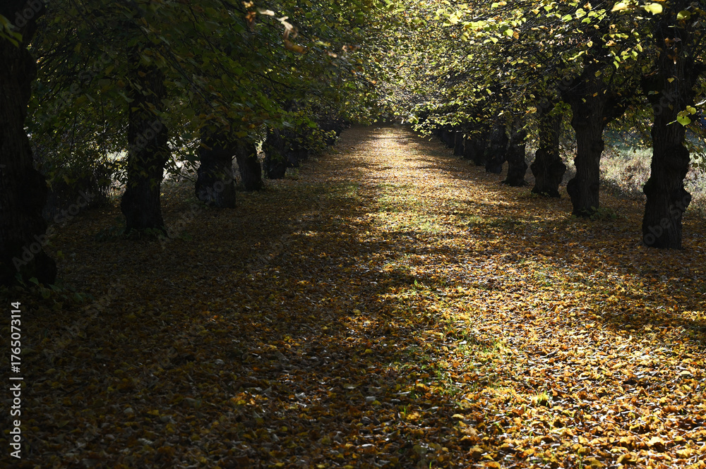 Naklejka premium a tree-lined path blanketed with fallen leaves