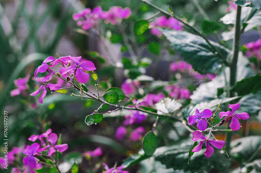 Fototapeta premium Green lunaria plant in the garden. The second year of the plant's development. Lunaria flowers and fruits. Lunaria annua, called honestia or annual honestia