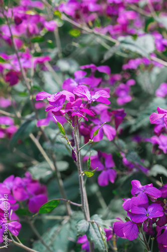 Green lunaria plant in the garden. The second year of the plant's development. Lunaria flowers and fruits. Lunaria annua, called honestia or annual honestia