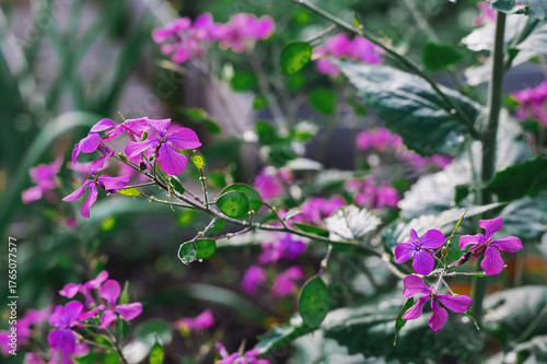 Green lunaria plant in the garden. The second year of the plant's development. Lunaria flowers and fruits. Lunaria annua, called honestia or annual honestia