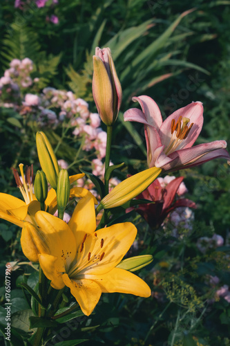 Yellow lilies in the garden. Blooming yellow lilies with speckled petals stand out against the soft background of flowering plants.