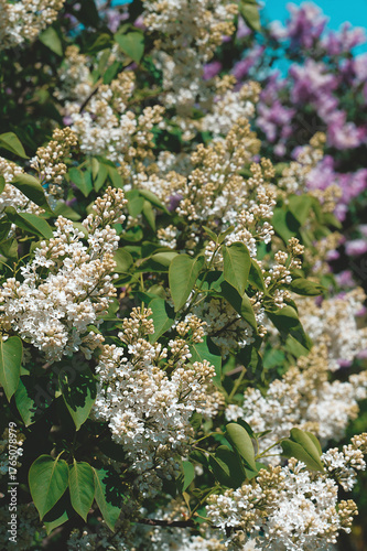 A large white lilac bush outside in the yard. Urban gardening.