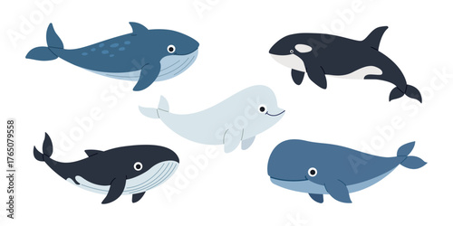 Set of five whales including blue whale orca beluga sperm whale and striped whale. Vector marine animal illustration showing ocean wildlife and educational sea life design