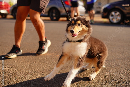 man and dog walking in street