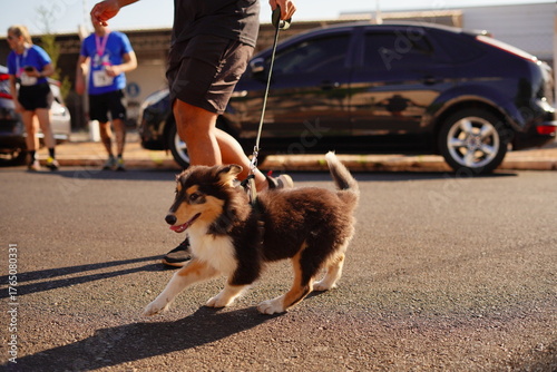 man and dog walking in street