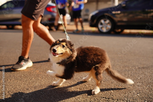 man and dog walking in street