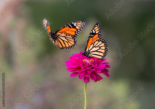 monarch butterfly on flower