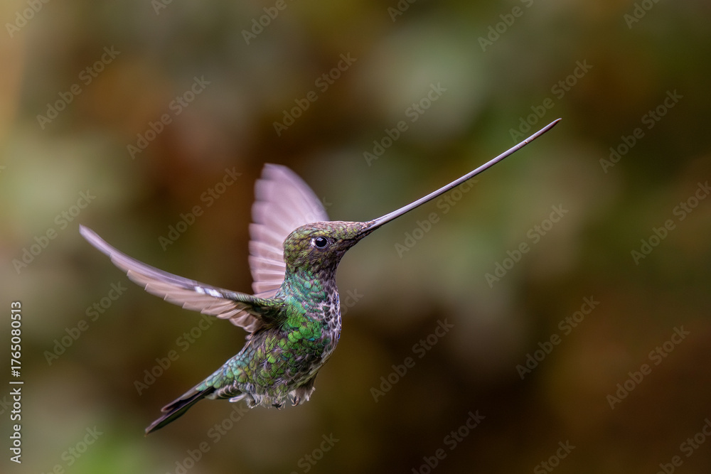 Fototapeta premium Sword-billed Hummingbird, Ensifera ensifera, popular long beak hummingbird in flight from Andean slopes of South America, Cusco, Peru. 
