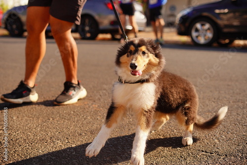 man and dog walking in street