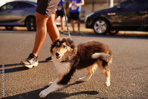 man and dog walking in street