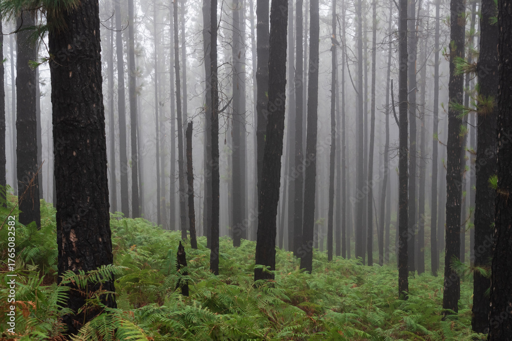 Naklejka premium Misty pine woodland landscape on Tenerife with lush green ferns covering the forest floor. Atmospheric fog, tall trunks, and rich foliage ideal for nature concepts and backgrounds.