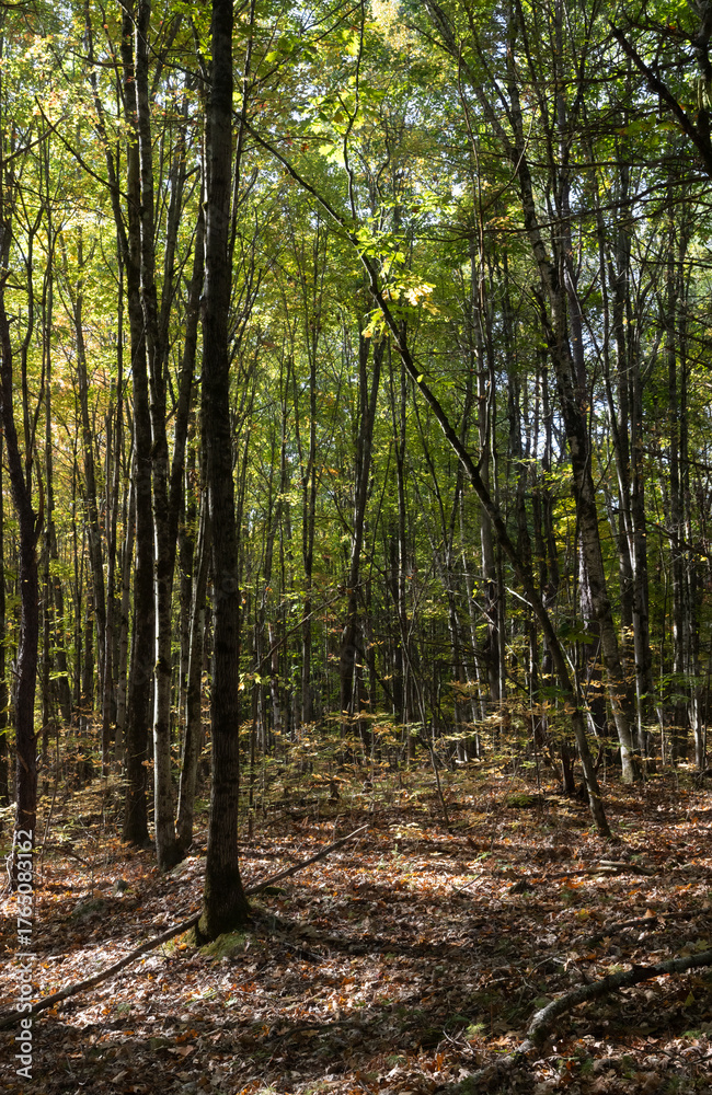 Naklejka premium Autumn colors along a forest trail in Brockville Ontario