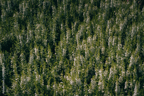 Lush Field of White Flowers in Natural Light with Green Foliage and Soft Shadows, Ideal for Nature and Landscape Themes