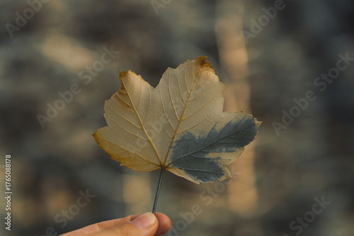 Beautiful Autumn Leaf in Hands