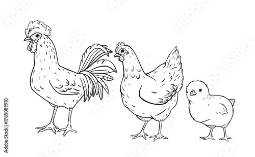 Hand drawn farm sketch with rooster, hen and small chick in vintage rural style. Classic countryside livestock scene for agriculture education, packaging, children books or eco farm branding.