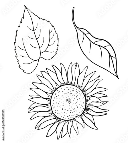 Hand drawn sunflower ink black and white illustration with leaves in vintage botanical style. Detailed natural sketch suitable for floral design, eco branding, organic packaging, nature illustration.