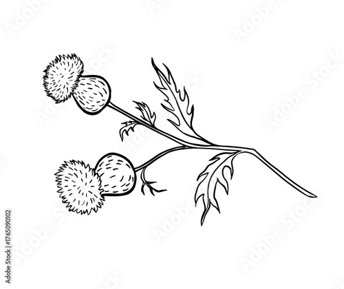 Botanical ink sketch of burdock plant with spiky seed heads, drawn in naturalistic style. Traditional wild herb known in folk medicine and countryside landscapes. Detailed vintage flora illustration.