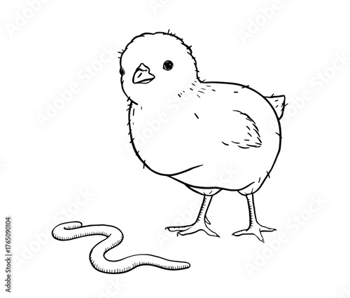 Farm baby chick in line art style with worm nearby. Simple countryside moment of natural feeding instinct, perfect for rural life, children book or spring themed design. Gentle ink illustration.