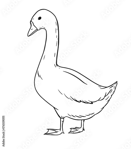 Farm goose in simple hand-drawn style, standing calmly as a symbol of rural countryside life. Traditional livestock bird found in village farms and folk culture. Gentle vintage style illustration.